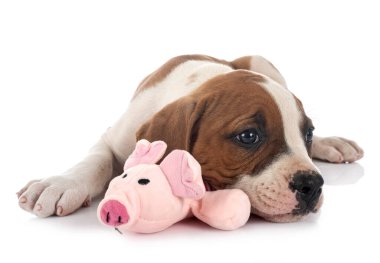 Beyaz arka planda köpek yavrusu Amerikan Bulldog 'u
