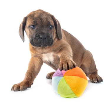 Beyaz arka planda köpek yavrusu İtalyan mastifi.