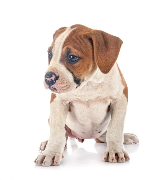 Cucciolo Bulldog Americano Fronte Sfondo Bianco — Foto Stock