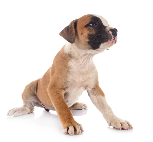 Cachorro Americano Bulldog Frente Fundo Branco — Fotografia de Stock