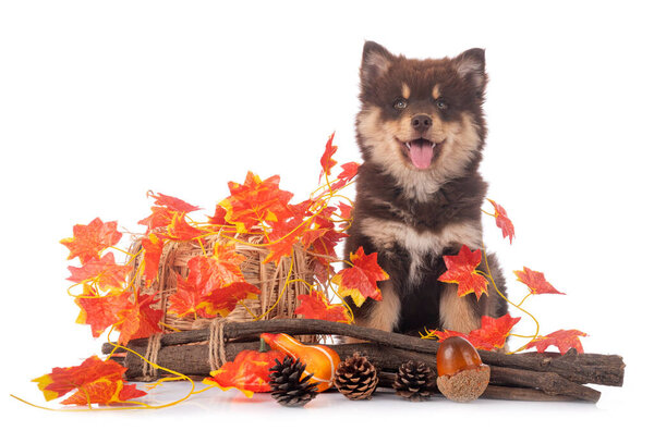 puppy Finnish Lapphund in front of white background