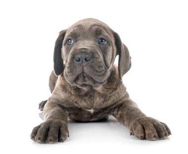 Beyaz arka planda köpek yavrusu İtalyan mastifi.