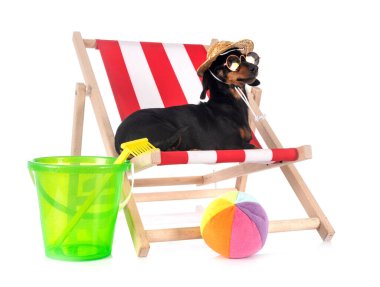 Beyaz arkaplan önünde siyah ve ten rengi Dachshund