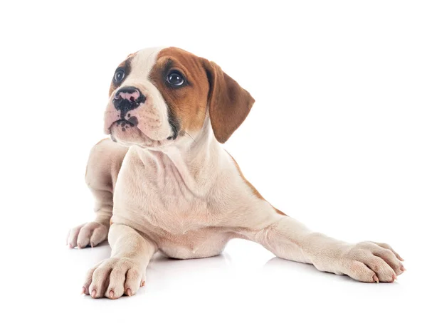 Cachorro Americano Bulldog Frente Fundo Branco — Fotografia de Stock