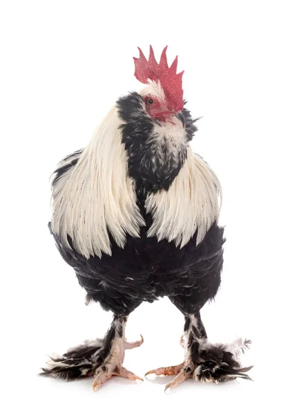 Faverolles Rooster Front White Background — Stock Photo, Image