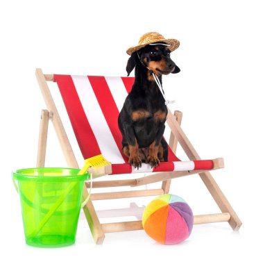 Beyaz arkaplan önünde siyah ve ten rengi Dachshund