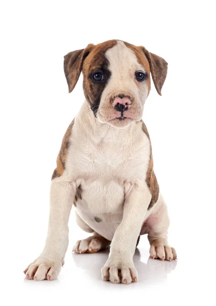 Puppy Amerikaanse Bulldog Voorkant Van Witte Achtergrond — Stockfoto