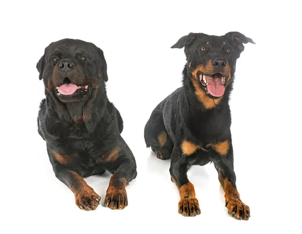 Berger Beauce Rottweiler Front White Background — Stock Photo, Image