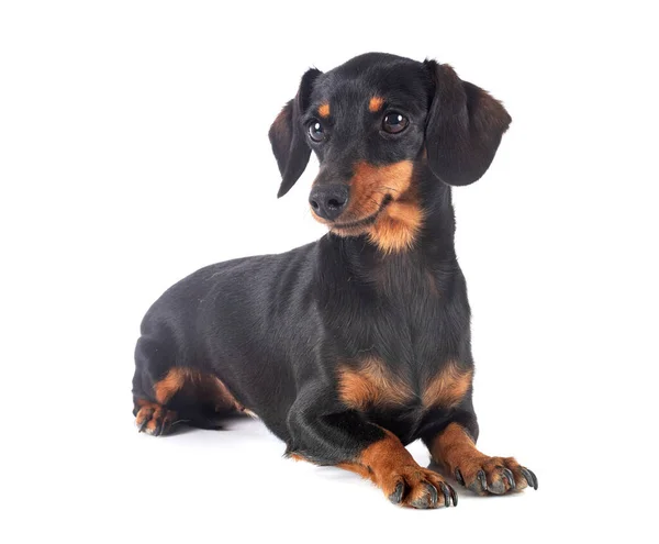 Preto Bronzeado Dachshund Frente Fundo Branco — Fotografia de Stock