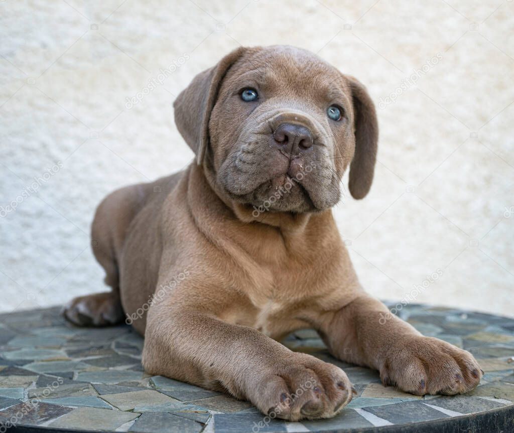 puppy italian mastiff in front of white background