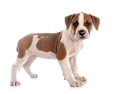 Beyaz arka planda köpek yavrusu Amerikan Bulldog 'u