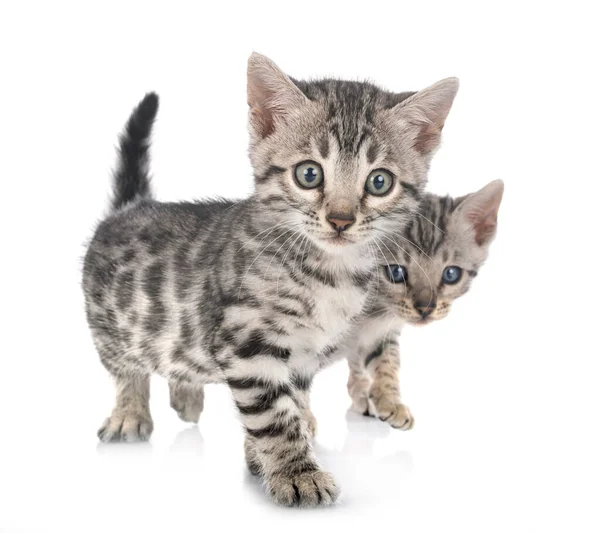 Bengal Cat Front White Background — Stock Photo, Image