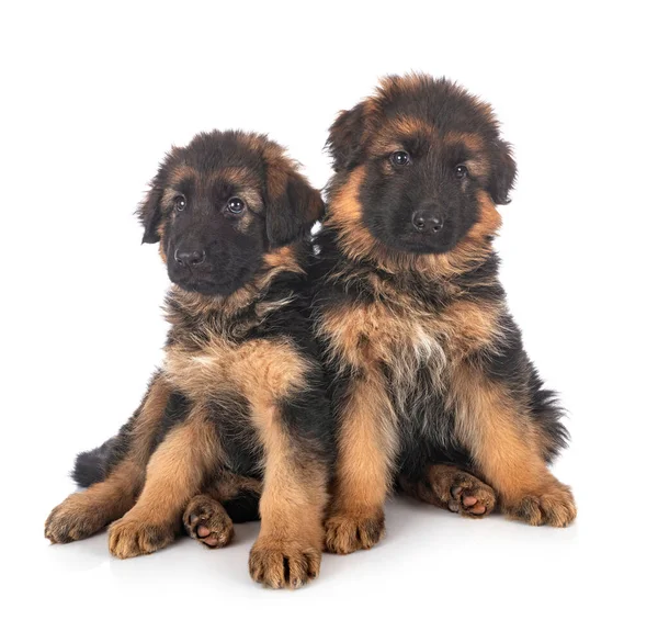 Pups Duits Herder Voorkant Van Witte Achtergrond — Stockfoto