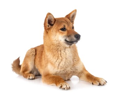 Beyaz arkaplan önünde shiba inu