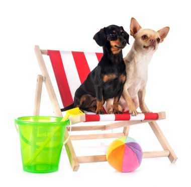 Beyaz arka planda siyah ve esmer Dachshund ve chihuahua