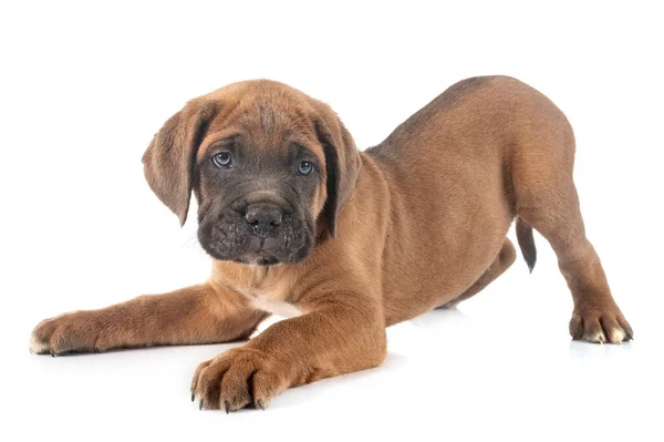 Cachorro Mastín Italiano Frente Fondo Blanco —  Fotos de Stock