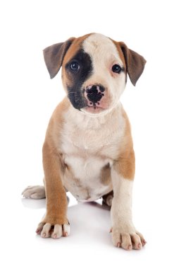 Beyaz arka planda köpek yavrusu Amerikan Bulldog 'u