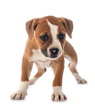 Beyaz arka planda köpek yavrusu Amerikan Bulldog 'u