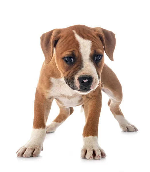 Puppy Amerikaanse Bulldog Voorkant Van Witte Achtergrond — Stockfoto