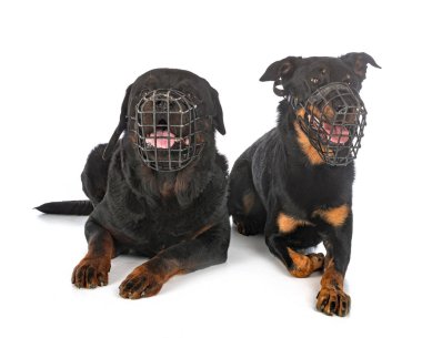 Berger de Beauce ve Rottweiler beyaz arkaplanın önünde