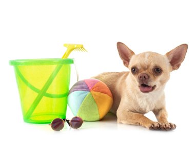 Beyaz arka planda küçük bir chihuahua