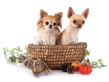 Beyaz arka planda küçük chihuahualar