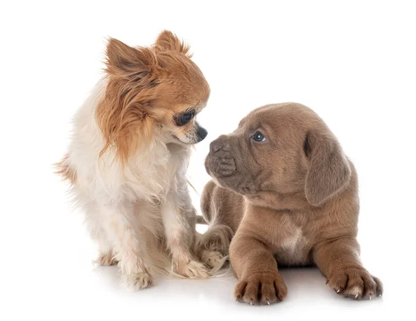 Cachorro Italiano Mastín Chihuahua Frente Fondo Blanco — Foto de Stock