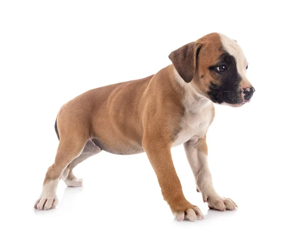 Puppy Amerikaanse Bulldog Voorkant Van Witte Achtergrond — Stockfoto