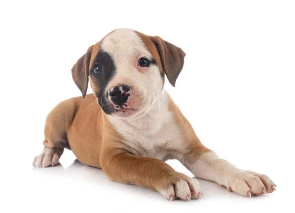 Beyaz Arka Planda Köpek Yavrusu Amerikan Bulldog — Stok fotoğraf