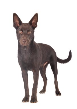Avustralya Kelpie 'si beyaz arkaplan önünde