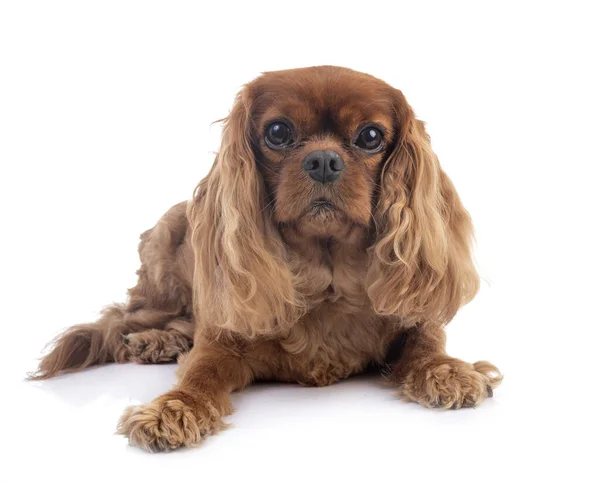 Cavalier Kung Charles Framför Vit Bakgrund — Stockfoto