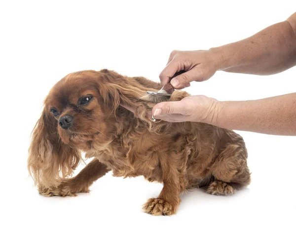 Cavalier Rey Charles Frente Fondo Blanco — Foto de Stock