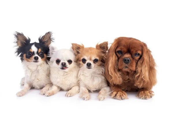 Cavalier King Charles Chihuahuas Front White Background — стоковое фото