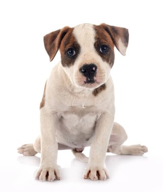 Beyaz arka planda köpek yavrusu Amerikan Bulldog 'u