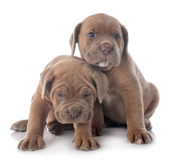 Cachorros Mastín Italiano Frente Fondo Blanco —  Fotos de Stock