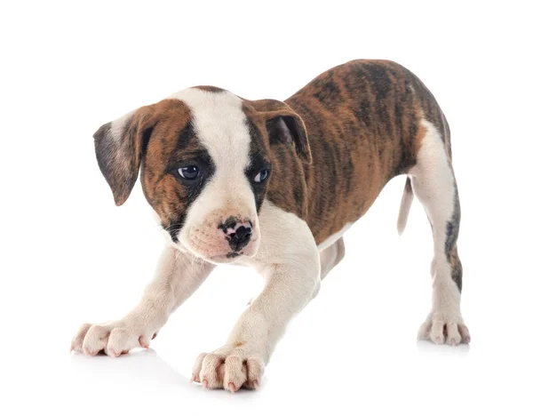 Beyaz Arka Planda Köpek Yavrusu Amerikan Bulldog — Stok fotoğraf