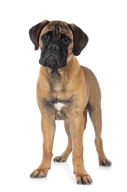 Beyaz arkaplan önünde genç bir boğa.