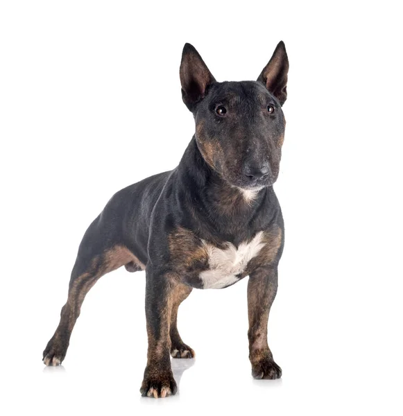 Miniature Bull Terrier Μπροστά Από Λευκό Φόντο — Φωτογραφία Αρχείου