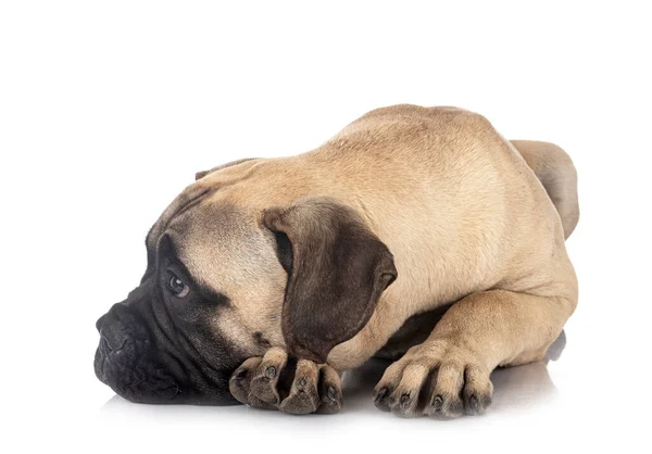 Jong Bullmastiff Voorkant Van Witte Achtergrond — Stockfoto