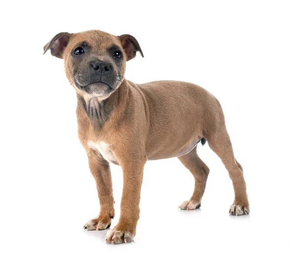 Valp Staffordshire Tjur Terrier Framför Vit Bakgrund — Stockfoto