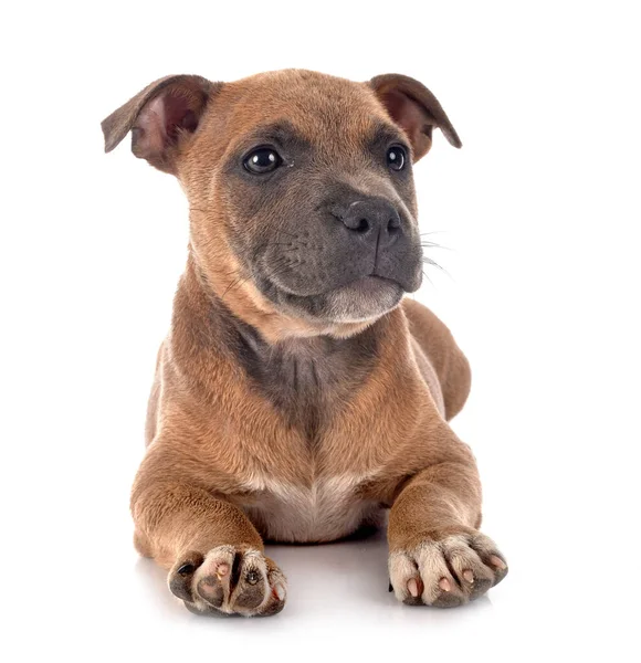 Cachorro Staffordshire Bull Terrier Frente Fondo Blanco — Foto de Stock