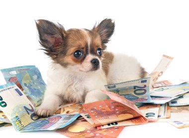 Biraz chihuahua ve para beyaz arka planda.