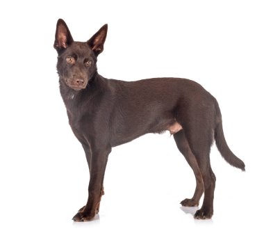 Avustralya Kelpie 'si beyaz arkaplan önünde