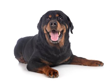 Beyaz arkaplan önünde safkan rottweiler