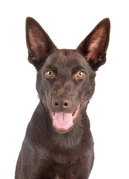 Kelpie Australienne Devant Fond Blanc — Photo