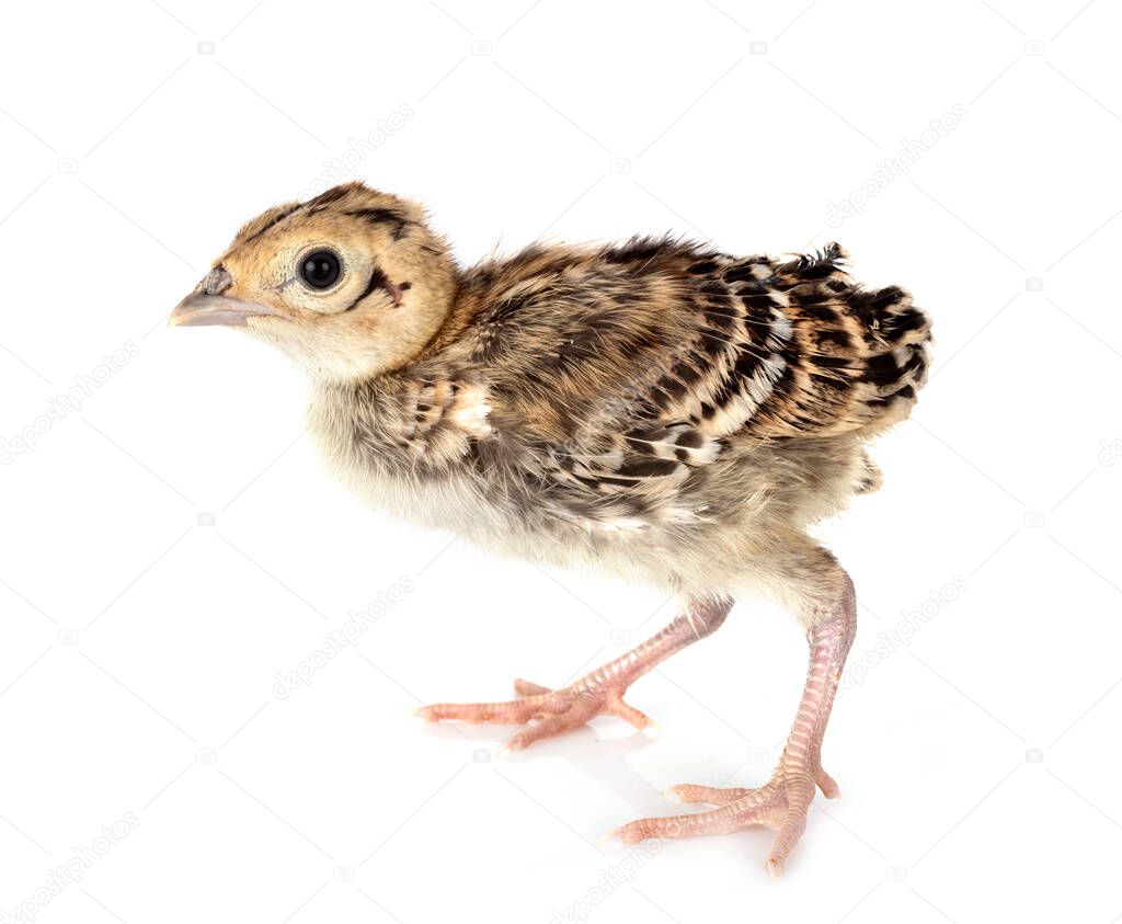 young pheasant in front of white background