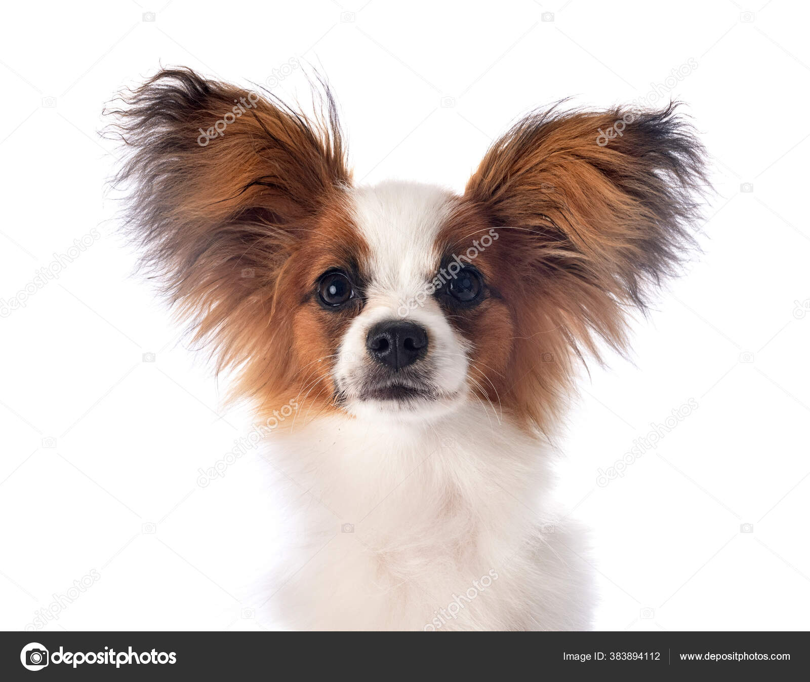 4 845 Papillon Dog Stock Photos Images Download Papillon Dog Pictures On Depositphotos 4 845 Papillon Dog Stock Photos Images Download Papillon Dog Pictures On Depositphotos