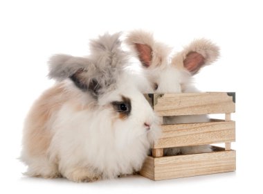 Beyaz arkaplan önünde İngilizce Angora