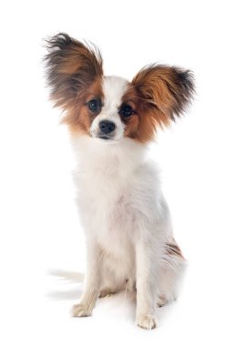 Beyaz arkaplan önünde papillon köpek
