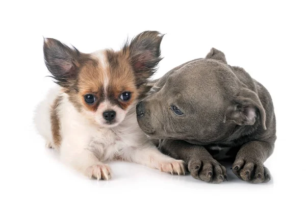 Puppy Staffordshire Bull Terrier Chihuahua Voorkant Van Witte Achtergrond — Stockfoto